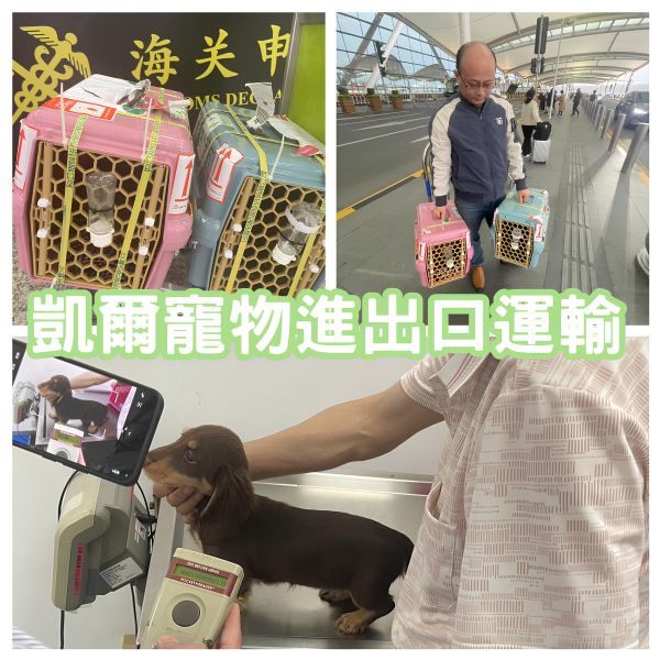 2025/02/22『中國廣州』兩隻臘腸狗狗委託專員帶飛中國廣州~~~~~